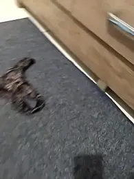 safadomoreno webcam stripchat model stream image