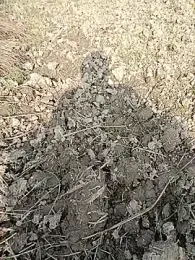 fullyhardy webcam model stream image