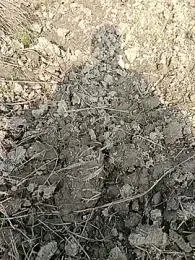 fullyhardy webcam stripchat model stream image