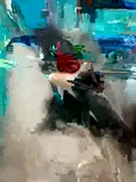 Joshua0202 webcam stripchat model stream image