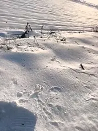 Sert_erkek21_ysm webcam model stream image