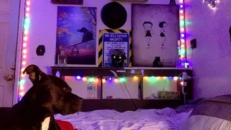 Buffshagswell webcam model stream image