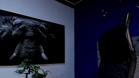 king_falconer webcam model stream image