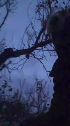 rubiblue2 webcam model stream image