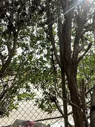 Black_Bull041988 webcam model stream image