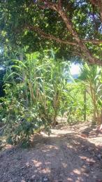 Morenonicexxxl webcam model stream image