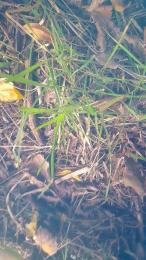 Gataonlyxx webcam model stream image