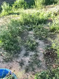 goodgirlbabydoll webcam stripchat model stream image