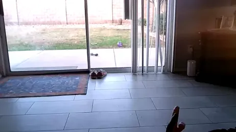 bimbopixxxie webcam stripchat model stream image