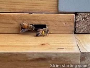 booker_baxton webcam model stream image