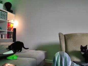 waynenorth webcam model stream image