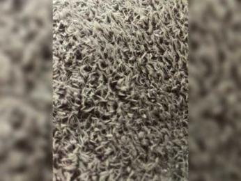 Pikachu666 webcam model stream image