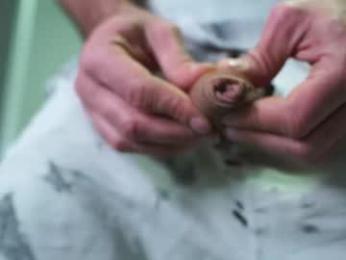 adam_fucks webcam model stream image